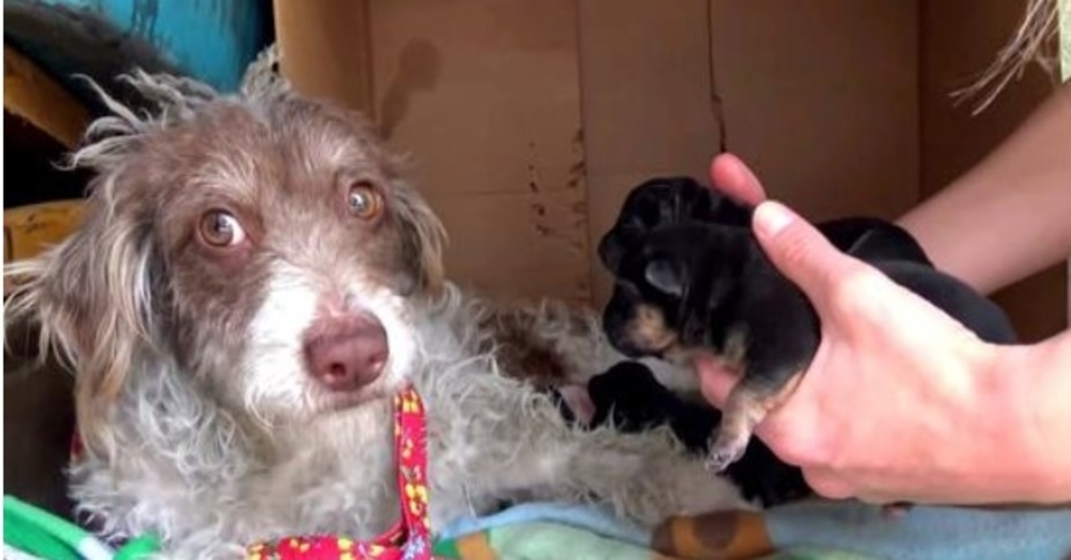 Dog Is Afraid She’s Stealing Her Puppies, So She Lets Her Lick Them One By One
